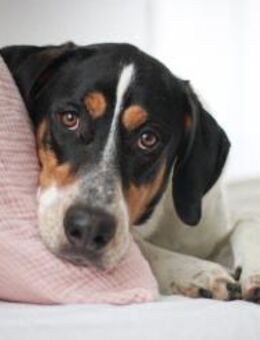 Lasse, große Schönheit, 2J 34128 - Vaterstetten