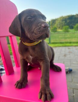Vizmaraner (Magyar Vizsla x Weimaraner) Welpen - Salzkotten