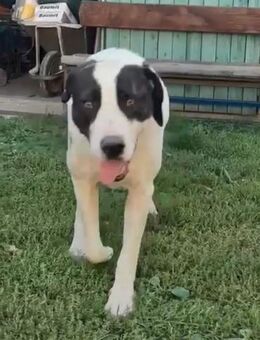 Stella - soll ins Shelter zurück - Dreikirchen