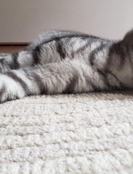 Kuscheliges Katzenkind Kater - Wurzen