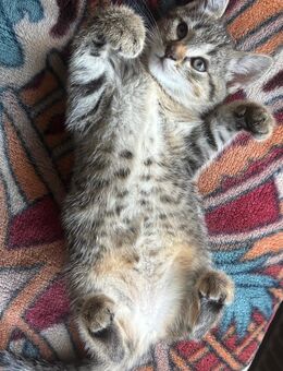 2 Katzen zu verkaufen - Wassenberg