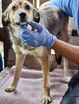 Junghündin Chara sanft & verspielt - Koblenz