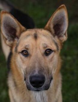 BASTI - ein echt-gut-drauf Typ - Overath