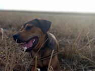 Labrador Mischling Nero - Gröditz