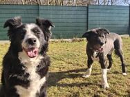BILLI&GRACE - fit, gepflegt, gut erzogen - Overath