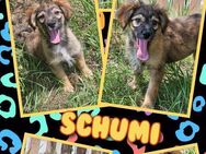 Hübscher Schumi auf Körbchensuche! - Nürnberg