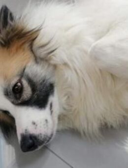 Khaleesi freundliche Mischlingshündin - Kierspe