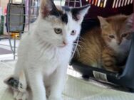 Katzengeschwister Mae, Minima & Mambrú - Karlsruhe