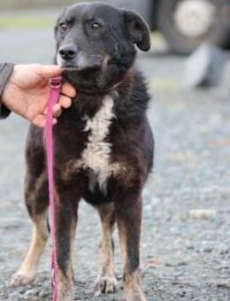 Yuna - sehr lieb u. verschmust - Lohra