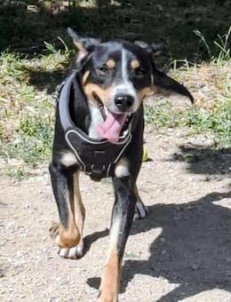 SIMBA , Junghund, Rüde, Schwarz-braun-weiß-Traumhund sucht Für-immer-Zuhause - Wörrstadt