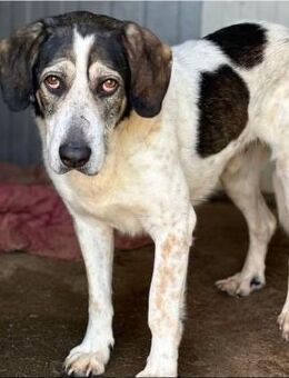 ✨ Sheldon ein schöner Hund mit großem - Gerlingen