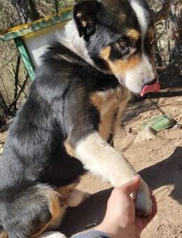 💙Larik💙- der süße Schatz wartet noch.. - Alfeld (Leine)