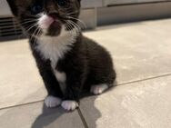 Zuckersüß Katzenbabys suchen ein Zuhause - Beltheim