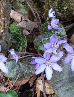 Pulks von je 3 Hepatica nobilis, Leberblümchen , Frühlingsblüher - Nürnberg