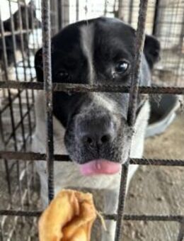 Imposanter Hudson sucht warmes XXL Körbc - München