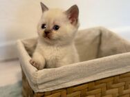 BKH Kitten - Bremen