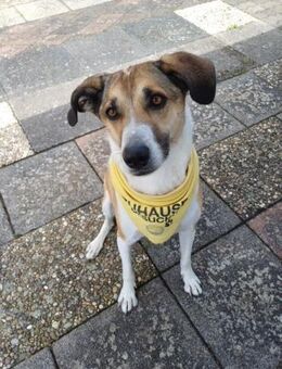 Beautiful Lisa sucht ihre Menschen - Erpolzheim