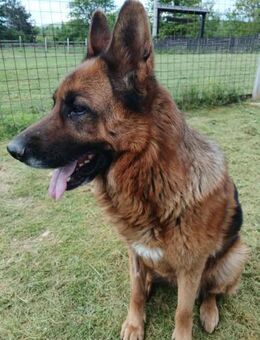 Ari - Deutscher Schäferhund - Grainau