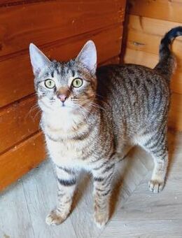 ✨🐈Süßer junger Kater Mufasa🐈✨ - Eislingen (Fils)