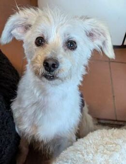 Sammy, Sensibelchen sucht Ruhe - Lich