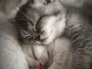 4 Britisch Kurzhaar Kitten abzugeben - Augsburg