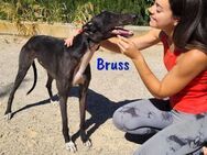 Bruss wunderschöner Traum-Galgo! 1/23 ES - Ruppertsecken
