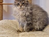 Maine Coon / Ragdoll Mix Kitten - Mainhardt