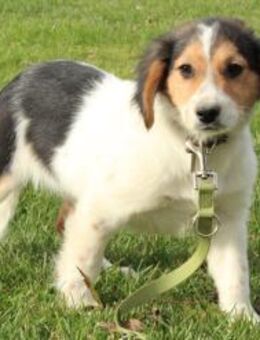 Palimo sucht sein neues zu Hause .... - Hagen (Stadt der FernUniversität)