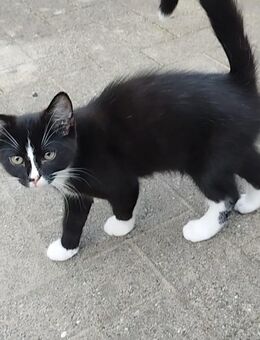 Katzen abzugeben - Fockbek