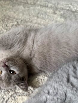 Kartäuser BKH kitten - Abgabebereit - Hamburg