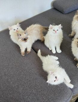 Zuckersüße Perserkatzen-Kitten Perserkätzchen liebevoll aufgezogen abgabebereit - Stuttgart