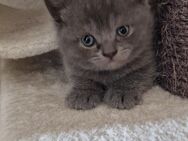 Bkh Kitten Blue und Lilac - Schwelm