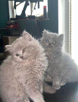 4 britische kitten - Bremen
