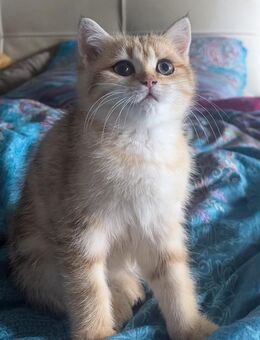 Bkh golden tabby baby katze Mädchen - München