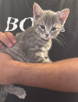 Baby Katze Bonny ❤️ - Wuppertal