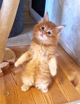 Maine Coon Kater (Junge) - Nienburg (Weser)