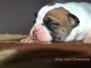Bulldogs vom Zwieseltal - Schwabach
