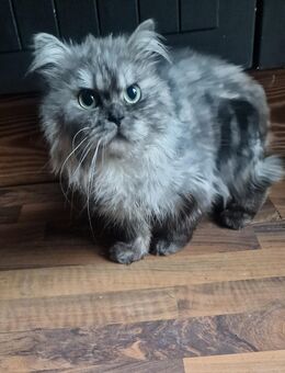 Langhaar Kater - Osterhofen