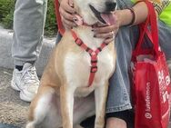 Donna sucht Zuhause oder PS ♥ - Ebstorf (Klosterflecken)