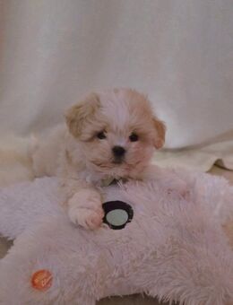 Reinrassige shih tzu toy mädchen - Mainz