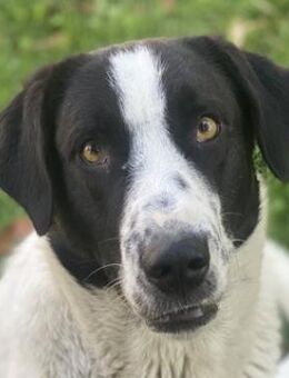 Penny, geb. ca. 05/2023, Griechenland - Euskirchen