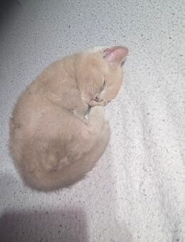 BKH Kitten Buben Grey Reinrassig - Cappeln (Oldenburg)