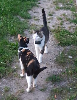 Kitten Katzenbabies BKH - Ingolstadt