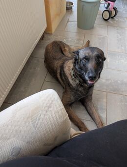 Belgischer Schäferhund - Delbrück Zentrum