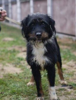 Rex sucht sein Zuhause 🍀 - Wallerfangen