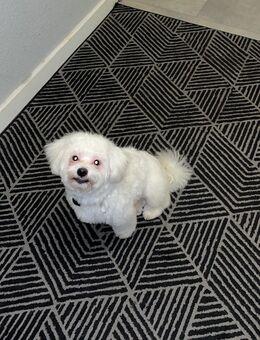 Leider wegen Allergien abzugeben unsere Malteser - Krefeld Zentrum