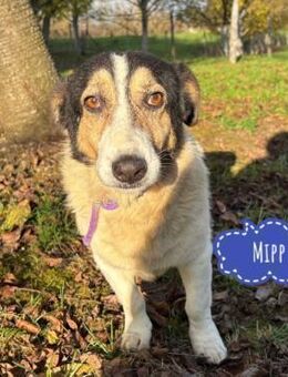 Mipp braucht jemand der ihn liebt - Flörsheim-Dalsheim
