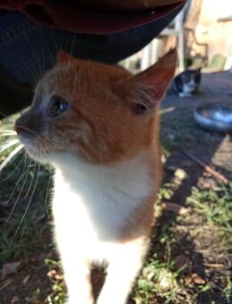 Pinto heiß ich und war mal das Nesthäkchen in der Runde - aber jetzt bin ich groß und suche meinen Platz - bei Dir? - Reinsberg