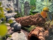 Terrarium mit Leopardgeckos abzugeben - Marl (Niedersachsen)