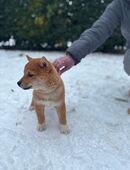 Reinrassige Shiba-Inu-Welpen (noch 2 Rüden, 1 Weibchen) in 68519